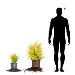 Perfect Plants Sunshine Ligustrum Shrub in 1 Gal. Grower's Pot | Evergreen Shrub with Stunning Vibrant Yellow Foliage