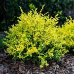 Perfect Plants Sunshine Ligustrum Shrub in 1 Gal. Grower's Pot | Evergreen Shrub with Stunning Vibrant Yellow Foliage