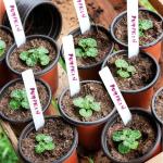 LWWTBS Plant Nursery Pot/Pots 100 Pcs 4" Plastic Small Plants Pots Flower Pots Seed Starting Pots for Plants Indoor Outdoor Seedling pots (with 100 Plant Labels)