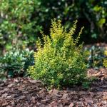 Perfect Plants Sunshine Ligustrum Shrub in 1 Gal. Grower's Pot | Evergreen Shrub with Stunning Vibrant Yellow Foliage