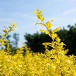 Perfect Plants Sunshine Ligustrum Shrub in 1 Gal. Grower's Pot | Evergreen Shrub with Stunning Vibrant Yellow Foliage