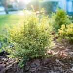 Perfect Plants Sunshine Ligustrum Shrub in 1 Gal. Grower's Pot | Evergreen Shrub with Stunning Vibrant Yellow Foliage