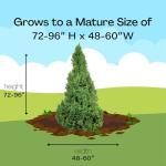 Dwarf Alberta Spruce Shrub - 1 Gallon Green