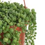 Shop Succulents 6" String of Pearls Hanging Succulent Live Plant, Versatile for Hanging Baskets, Vertical Gardens, Indoor & Outdoor Decor, Low-Maintenance Indoor Plant