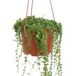 Shop Succulents 6" String of Pearls Hanging Succulent Live Plant, Versatile for Hanging Baskets, Vertical Gardens, Indoor & Outdoor Decor, Low-Maintenance Indoor Plant
