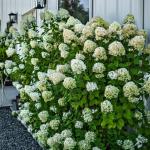 2 Peegee Hydrangea Shrubs/Bushes - 10-18" Tall Live Plants - Fast Growing Flowering Pee Gee (PG) Panicle Hydrangea Trees - Hydrangea paniculata 'Grandiflora' - (2 Pack)
