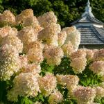2 Peegee Hydrangea Shrubs/Bushes - 10-18" Tall Live Plants - Fast Growing Flowering Pee Gee (PG) Panicle Hydrangea Trees - Hydrangea paniculata 'Grandiflora' - (2 Pack)