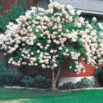 2 Peegee Hydrangea Shrubs/Bushes - 10-18" Tall Live Plants - Fast Growing Flowering Pee Gee (PG) Panicle Hydrangea Trees - Hydrangea paniculata 'Grandiflora' - (2 Pack)