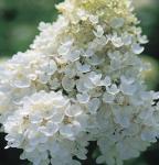 2 Peegee Hydrangea Shrubs/Bushes - 10-18" Tall Live Plants - Fast Growing Flowering Pee Gee (PG) Panicle Hydrangea Trees - Hydrangea paniculata 'Grandiflora' - (2 Pack)