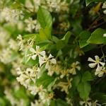 Perfect Plants Confederate Jasmine Live Plant, 1 Gallon Pot - 2 Pack, Includes Care Guide