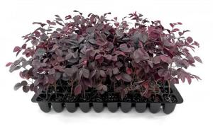 Loropetalum Carolina Midnight | 3 Live Plants | Loropetalum Chinense | Purple Foliage Shrub | Ornamental Landscape Bush | Fast Growing Plants
