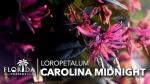 Loropetalum Carolina Midnight | 3 Live Plants | Loropetalum Chinense | Purple Foliage Shrub | Ornamental Landscape Bush | Fast Growing Plants