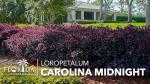 Loropetalum Carolina Midnight | 3 Live Plants | Loropetalum Chinense | Purple Foliage Shrub | Ornamental Landscape Bush | Fast Growing Plants
