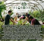 Loropetalum Carolina Midnight | 3 Live Plants | Loropetalum Chinense | Purple Foliage Shrub | Ornamental Landscape Bush | Fast Growing Plants