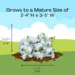 1 Gallon Delaware Valley Azalea Shrub