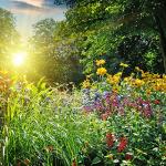 Wildflower Seeds Bulk - 100,000 Non-GMO Mix