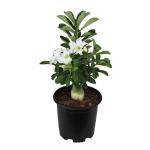 White Desert Rose Plant Live Succulent, 1 Gal Grower Pot, Adenium Desert Rose Plant Live Indoor Houseplants & Outdoor Succulents, Easy Care Flowering Plants by Plants for Pets