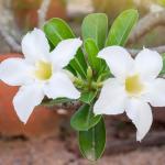 White Desert Rose Plant Live Succulent, 1 Gal Grower Pot, Adenium Desert Rose Plant Live Indoor Houseplants & Outdoor Succulents, Easy Care Flowering Plants by Plants for Pets