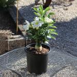 White Desert Rose Plant Live Succulent, 1 Gal Grower Pot, Adenium Desert Rose Plant Live Indoor Houseplants & Outdoor Succulents, Easy Care Flowering Plants by Plants for Pets