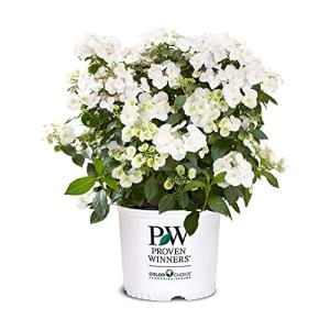 Proven Winners 2 Gal. Fairytrail Bride Hydrangea Shrub