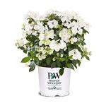 Proven Winners 2 Gal. Fairytrail Bride Hydrangea Shrub