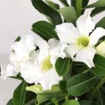 White Desert Rose Plant Live Succulent, 1 Gal Grower Pot, Adenium Desert Rose Plant Live Indoor Houseplants & Outdoor Succulents, Easy Care Flowering Plants by Plants for Pets