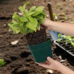 RooTrimmer 15 Pack 4/6/8 Inch Plant Nursery Pots, Sturdy Plant Pots with Drainage Holes, Ideal for Seedlings, Indoor/Outdoor Use, Green