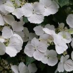 Proven Winners 2 Gal. Fairytrail Bride Hydrangea Shrub