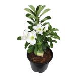 White Desert Rose Plant Live Succulent, 1 Gal Grower Pot, Adenium Desert Rose Plant Live Indoor Houseplants & Outdoor Succulents, Easy Care Flowering Plants by Plants for Pets