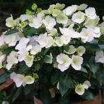 Proven Winners 2 Gal. Fairytrail Bride Hydrangea Shrub