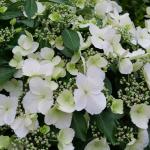Proven Winners 2 Gal. Fairytrail Bride Hydrangea Shrub