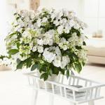 Proven Winners 2 Gal. Fairytrail Bride Hydrangea Shrub