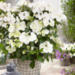 Proven Winners 2 Gal. Fairytrail Bride Hydrangea Shrub