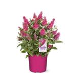 Perfect Plants Butterfly Candy Li'l Raspberry Butterfly Bush in 1 Gallon Pot | Live Red Flowering Shrub for Outdoor & Container Gardens | Compact | Attracts Pollinators | Thrives in Zones 5-10