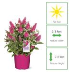 Perfect Plants Butterfly Candy Li'l Raspberry Butterfly Bush in 1 Gallon Pot | Live Red Flowering Shrub for Outdoor & Container Gardens | Compact | Attracts Pollinators | Thrives in Zones 5-10
