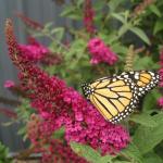 Perfect Plants Butterfly Candy Li'l Raspberry Butterfly Bush in 1 Gallon Pot | Live Red Flowering Shrub for Outdoor & Container Gardens | Compact | Attracts Pollinators | Thrives in Zones 5-10