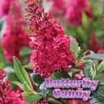 Perfect Plants Butterfly Candy Li'l Raspberry Butterfly Bush in 1 Gallon Pot | Live Red Flowering Shrub for Outdoor & Container Gardens | Compact | Attracts Pollinators | Thrives in Zones 5-10