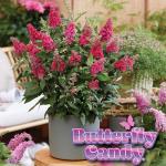 Perfect Plants Butterfly Candy Li'l Raspberry Butterfly Bush in 1 Gallon Pot | Live Red Flowering Shrub for Outdoor & Container Gardens | Compact | Attracts Pollinators | Thrives in Zones 5-10