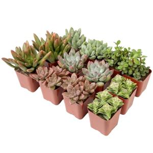 12-Pack Potted Live Succulent Plants for Home
