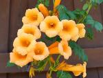 Greenwood Nursery: Live Perennial Plants - Yellow Trumpet Creeper Vine + Campsis Radicans - [Qty: 2X 3.5 Pots] - (Click for Other Available Plants/Quantities)