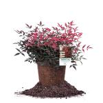 Perfect Plants Southern Living Nandina Flirt in 1 Gallon Pot | Live Outdoor Plant | Dwarf Compact Bush | Evergreen, Red Fire Color Foliage | Patio Landscape Planting | Deer Resistant | Zones 6-10