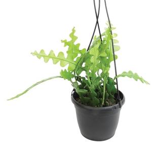 Zigzag Fishbone Cactus Plants Hanging Basket, Epiphyllum Plant, RIC Rac Cactus Plants Live Succulents Plants Live Houseplants, House Plants Indoors Live Indoor House Plants by Plants for Pets