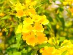 Greenwood Nursery: Live Perennial Plants - Yellow Trumpet Creeper Vine + Campsis Radicans - [Qty: 2X 3.5 Pots] - (Click for Other Available Plants/Quantities)