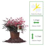 Perfect Plants Southern Living Nandina Flirt in 1 Gallon Pot | Live Outdoor Plant | Dwarf Compact Bush | Evergreen, Red Fire Color Foliage | Patio Landscape Planting | Deer Resistant | Zones 6-10