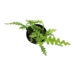 Zigzag Fishbone Cactus Plants Hanging Basket, Epiphyllum Plant, RIC Rac Cactus Plants Live Succulents Plants Live Houseplants, House Plants Indoors Live Indoor House Plants by Plants for Pets