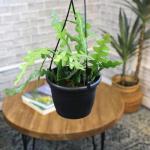 Zigzag Fishbone Cactus Plants Hanging Basket, Epiphyllum Plant, RIC Rac Cactus Plants Live Succulents Plants Live Houseplants, House Plants Indoors Live Indoor House Plants by Plants for Pets