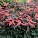 Perfect Plants Southern Living Nandina Flirt in 1 Gallon Pot | Live Outdoor Plant | Dwarf Compact Bush | Evergreen, Red Fire Color Foliage | Patio Landscape Planting | Deer Resistant | Zones 6-10