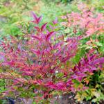 Perfect Plants Southern Living Nandina Flirt in 1 Gallon Pot | Live Outdoor Plant | Dwarf Compact Bush | Evergreen, Red Fire Color Foliage | Patio Landscape Planting | Deer Resistant | Zones 6-10
