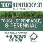 Kentucky 31 Tall Fescue Grass Seed 3 lbs