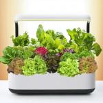 20,000+ Non-GMO Lettuce Seeds for Garden Planting